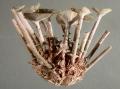 Goniocidaris (Aspidocidaris) parasol (lateral)