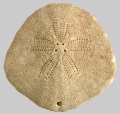 Echinodermata (echinoderms)