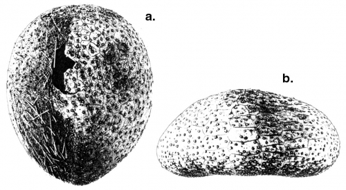 Cystechinus giganteus (aboral + lateral)