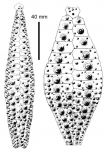 Gracilechinus acutus norvegicus (ambulacral + interambulacral plates)