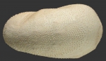 Metalia persica (lateral)