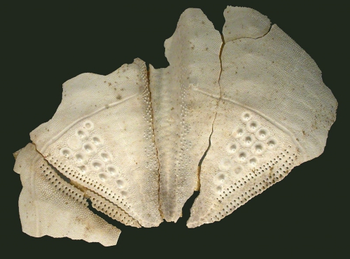 Taimanawa mortenseni (test fragment)