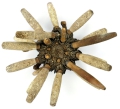 Echinodermata (echinoderms)