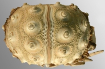 Acanthocidaris hastigera (lateral)