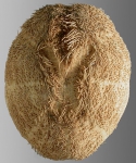 Brissopsis mediterranea (aboral)