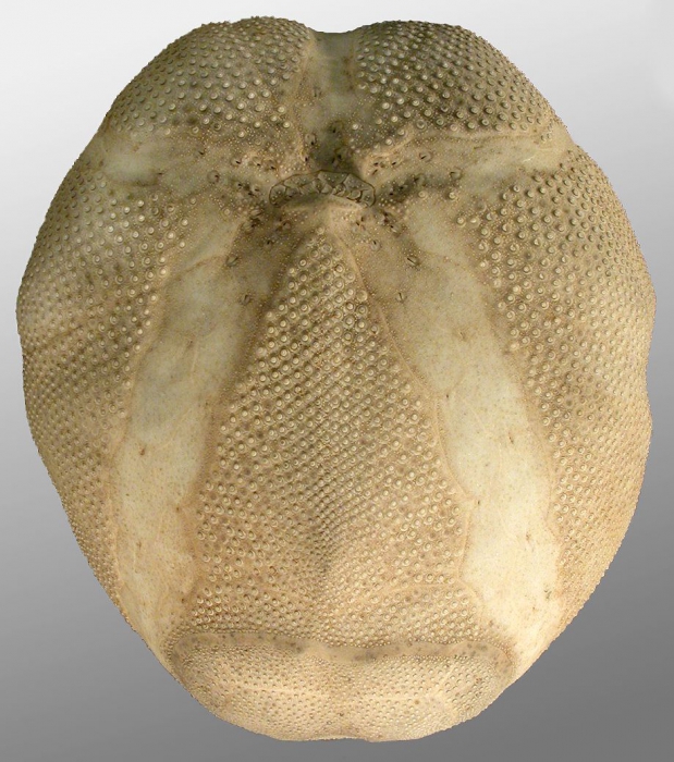 Brissopsis mediterranea (oral)