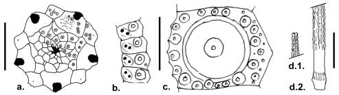 Austrocidaris lorioli (apical disc, coronal plates and primary spine)