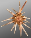 WoRMS - World Register of Marine Species - Photogallery