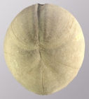 Hemipneustes striatoradiatus (aboral)