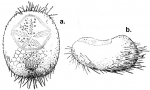 Idiobryssus coelus (aboral + lateral)