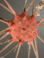 Echinodermata (echinoderms)