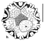 Bathysalenia cincta (apical disc)