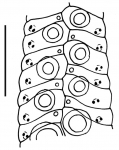 Bathysalenia cincta (ambulacral plates)