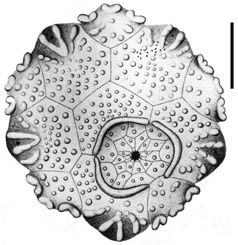 Bathysalenia goesiana (apical plates)