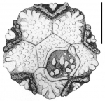 Bathysalenia phoinissa (apical plates)