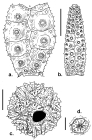 Bathysalenia scrippsae (apical disc and coronal plates)