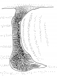 Hagenowia rostrata (live position)