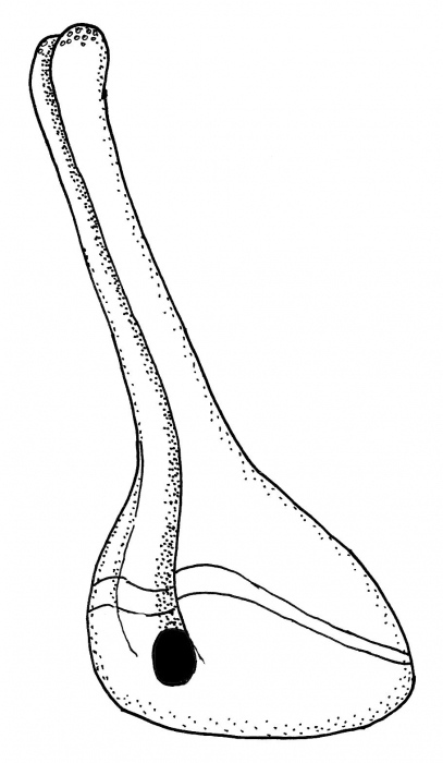 Hagenowia rostrata (oblique)