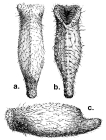 Echinosigra (Echinogutta) amphora (Challenger Expedition)