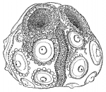 Almucidaris durhami (lateral)