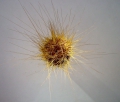 Echinodermata (echinoderms)