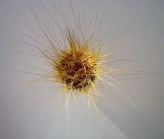 Lissodiadema purpureum (aboral)