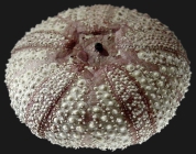 Lissodiadema purpureum (aboral, oblique view)