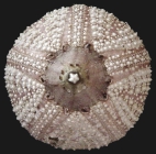 Lissodiadema purpureum (oral)