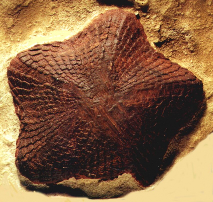 Hyattechinus pentagonus (aboral)