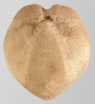 Ova (Aplospatangus) lacunosus (oral)