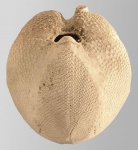 Ova (Ova) canaliferus (oral)