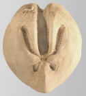 Ova (Ova) canaliferus (aboral)