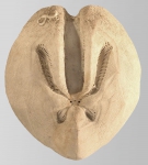 Ova (Ova) canaliferus (aboral)