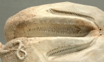 Ova (Ova) canaliferus (test, anterior furrow)