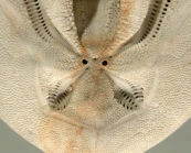 Ova (Ova) canaliferus (aboral posterior)