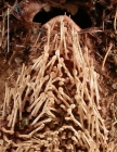 Ova (Ova) canaliferus (spines on plastron)