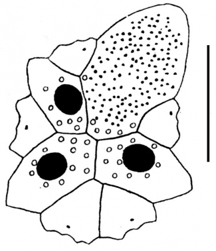 Isaster obovatus (apical system)