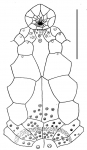 Maretia cordiformis (labrum)