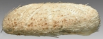 Maretia cordiformis (lateral)