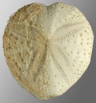 Maretia cordiformis (aboral)