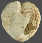 Maretia cordiformis (oral)