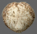 Maretia cordiformis (aboral)
