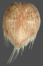 Maretia cordiformis (aboral)