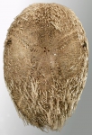Nacospatangus oblongus (aboral)