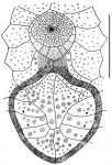 Nacospatangus tylotus (peristome + subanal fasciole)