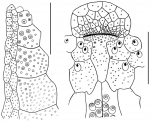 Nacospatangus tylotus (ambulacrum + peristome)