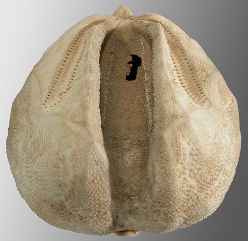 Ova (Aplospatangus) edwardsi (anterior)