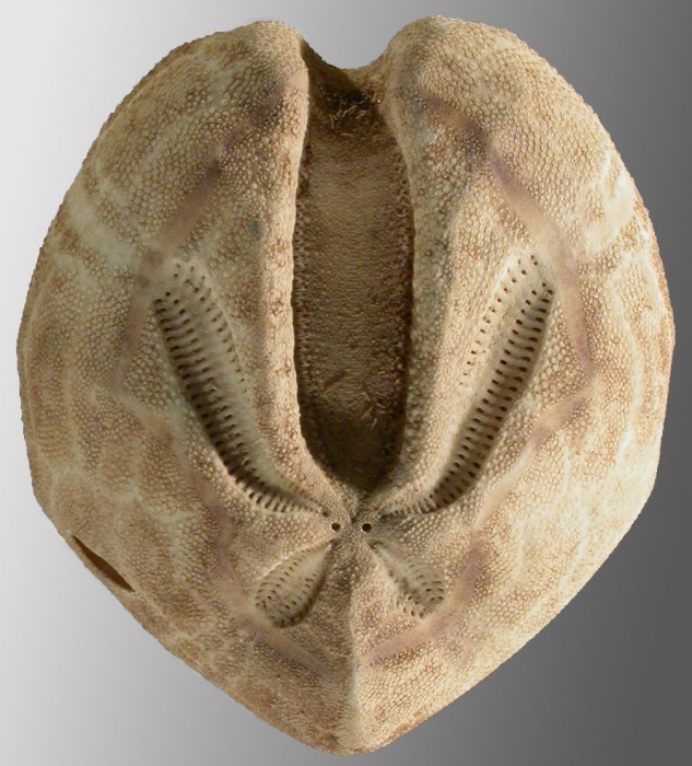 Ova (Aplospatangus) orbignyanus (aboral)