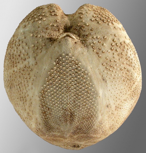 Ova (Aplospatangus) orbignyanus (oral)