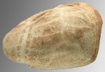 Ova (Aplospatangus) orbignyanus (lateral)